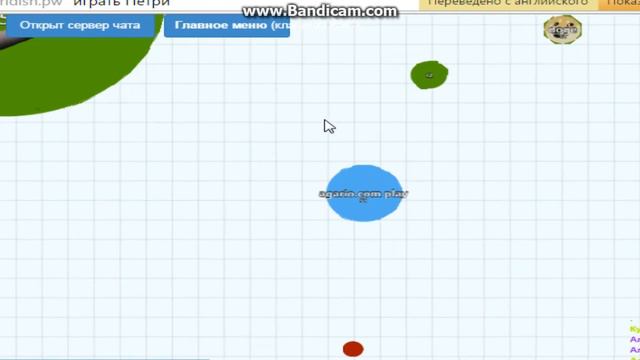 агарио чашка петри