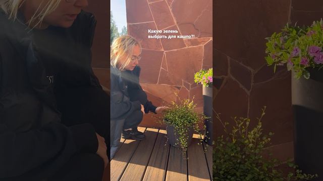 Мюленбекия 🌱 смотреть онлайн