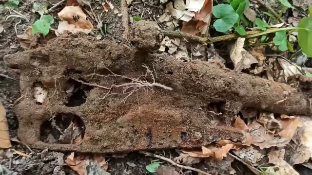 STG 44 FOUND IN A SWAMP / WW2 METAL DETECTING смотреть онлайн