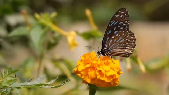 Poderoso Mantra para Alcançar Milagres - Guru Ram Das - O Mantra pra Realizar o Impossível. смотреть онлайн