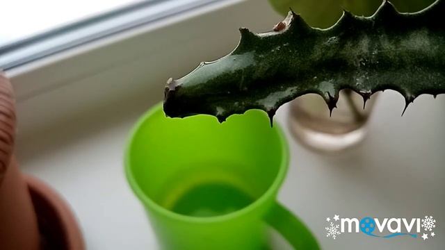 Как укоренить молочай? смотреть онлайн