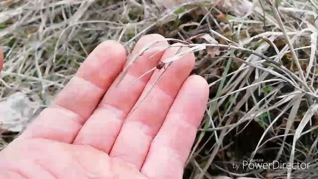 ОСТОРОЖНО!!! иксодовый КЛЕЩ переносчик энцифалита