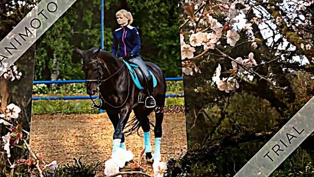 Кохейлан смотреть онлайн