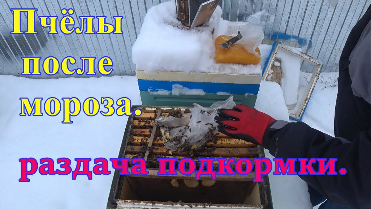 Пчелы после мороза,раздача подкормки смотреть онлайн