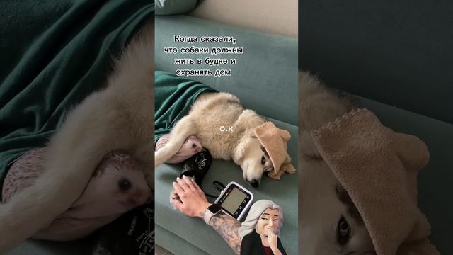 👍💯🥰🤣 смотреть онлайн