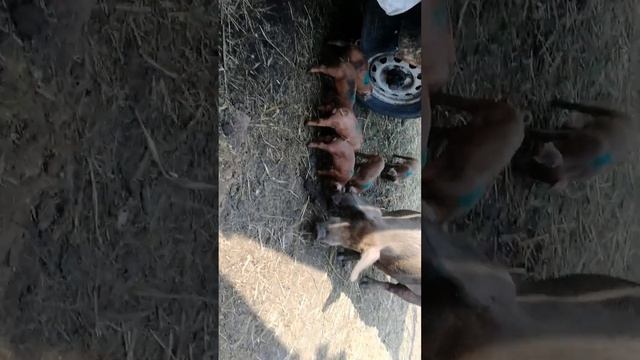 Проставил всем выводам железо, и витамины, Карамелька на первой прогулке с 13 дневным 9.06.2023 смотреть онлайн