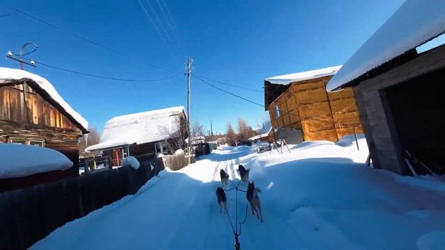 Хаски это не только ценный мех, но и... смотреть онлайн