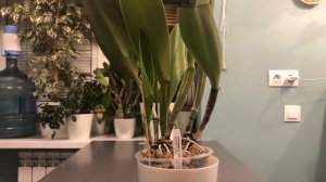 Зацвести каттлею. Мой опыт