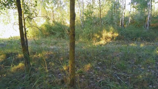 СБОР ГРИБОВ в секретном месте | Неожиданные находки в лесу | Грибы Беларуси 2021 смотреть онлайн