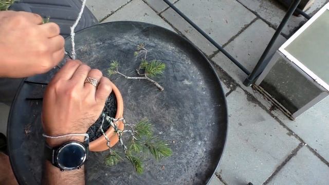 Yamadori Pinus sylvestris First wiring Scotts Pine Timelapse #PlantHunter смотреть онлайн
