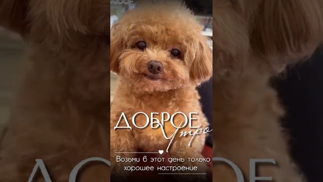 Доброе утро смотреть онлайн