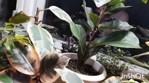 Обзор комнатных растений. Фикусы.