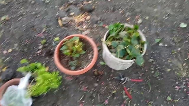 беру черенки с бегонии и обстригаю все кусты смотреть онлайн