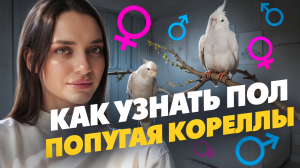 КАК ОПРЕДЕЛИТЬ ПОЛ У ПОПУГАЯ КОРЕЛЛЫ?