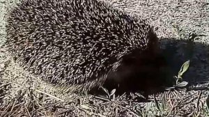 Ежик по травке бежит и хохочет