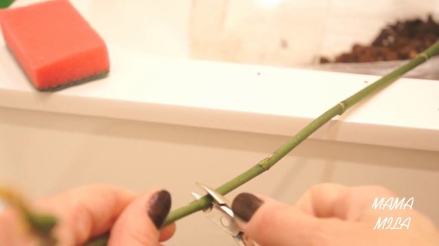 КАК ОБРЕЗАТЬ ЦВЕТОНОС У ОРХИДЕИ смотреть онлайн