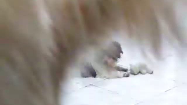 my dog playing смотреть онлайн
