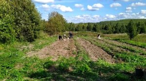 МТЗ 112н-01. Копка картошки.  Первый раз этим трактором и копалкой.