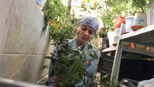 Осенние бутоны Каллистемона.