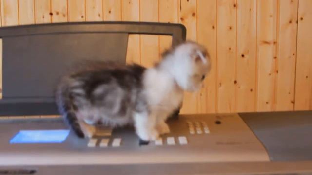 Munchkin fold male kitten green eyed 2 смотреть онлайн
