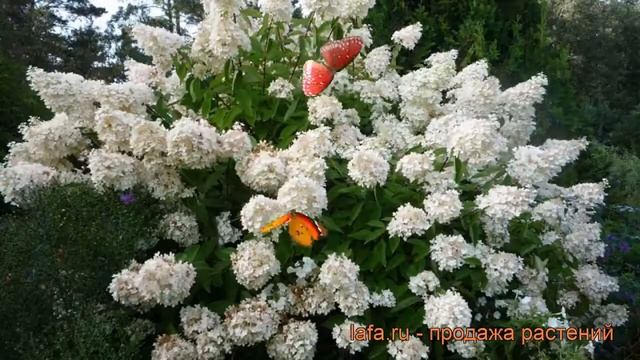 Гортензия метельчатая Грандифлора (grandiflora) ? обзор: как сажать, саженцы гортензии Грандифлора смотреть онлайн