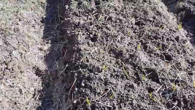 ПОТРЕПАЛИ МНЕ #НЕРВЫ ЭТИ #МОРОЗЫ❄?? #АРБУЗЫ ??#ДЫНИ ??#ПОДВОЙ?? ВСХОЖЕСТЬ ?? #РАССАДА МОЛОДЦОМ?? смотреть онлайн