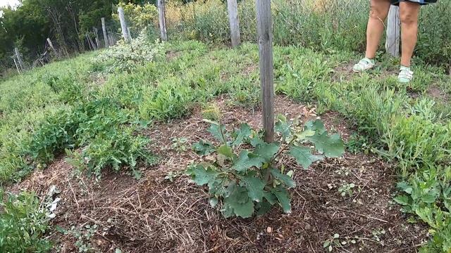 САДовый сказ 7.7 / как я провёл этим летом смотреть онлайн