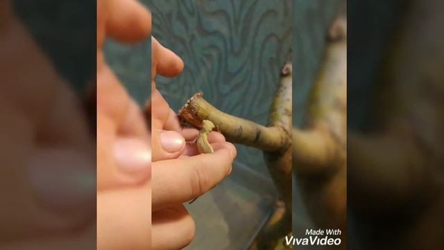 Уход и содержание хамелеона смотреть онлайн