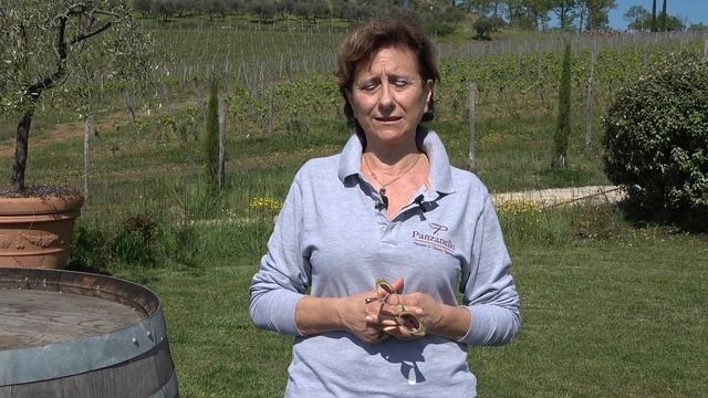 PANZANELLO, cantina di Panzano in Chianti смотреть онлайн