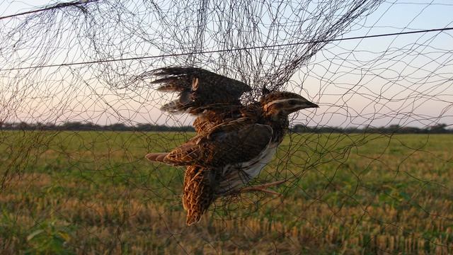 Манок на перепела (бедана)2. Quail decoy 2 смотреть онлайн