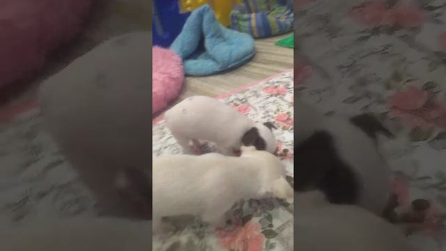 Щенки чихуахуа кушают корм смотреть онлайн