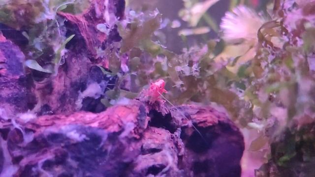 Креветка вишня чистит корягу. смотреть онлайн