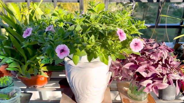 Creative flower Petunia planting ideas. Surprising result смотреть онлайн