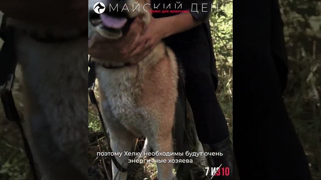 Хэлк, приют Майский День, Иваново смотреть онлайн