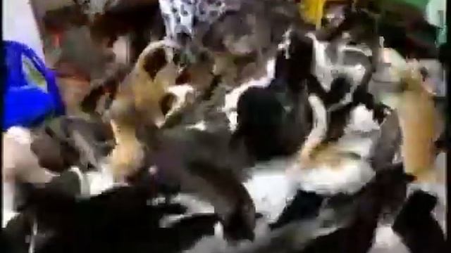 СТАДО голодных котов STUD hungry cats смотреть онлайн