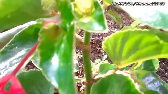 JVC PICSIO GC-WP10 HD Waterproof Mini Camera Quick Review, Video Tests смотреть онлайн