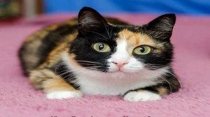 Как назвать трехцветную кошку девочку: интересные варианты кличек