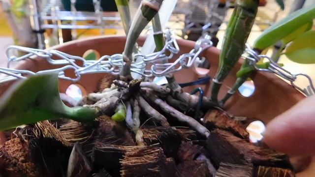 It's time to take a look at my Cattleya types (Part 1) смотреть онлайн