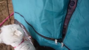 24 ЧАСА НА ВОЛШЕБНОМ ПЛЯЖЕ С КОТАМИ И СОБАКОЙ