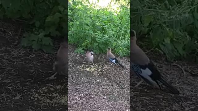 Кисловодский парк - место встреч. Теперь с сойками)))