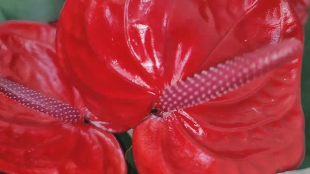 Антуриум Дарк Ред / Anthurium Karma Dark Red 17/50 (поставка 2022г.) Цветы Вместе Vk.com/cvetyvmeste