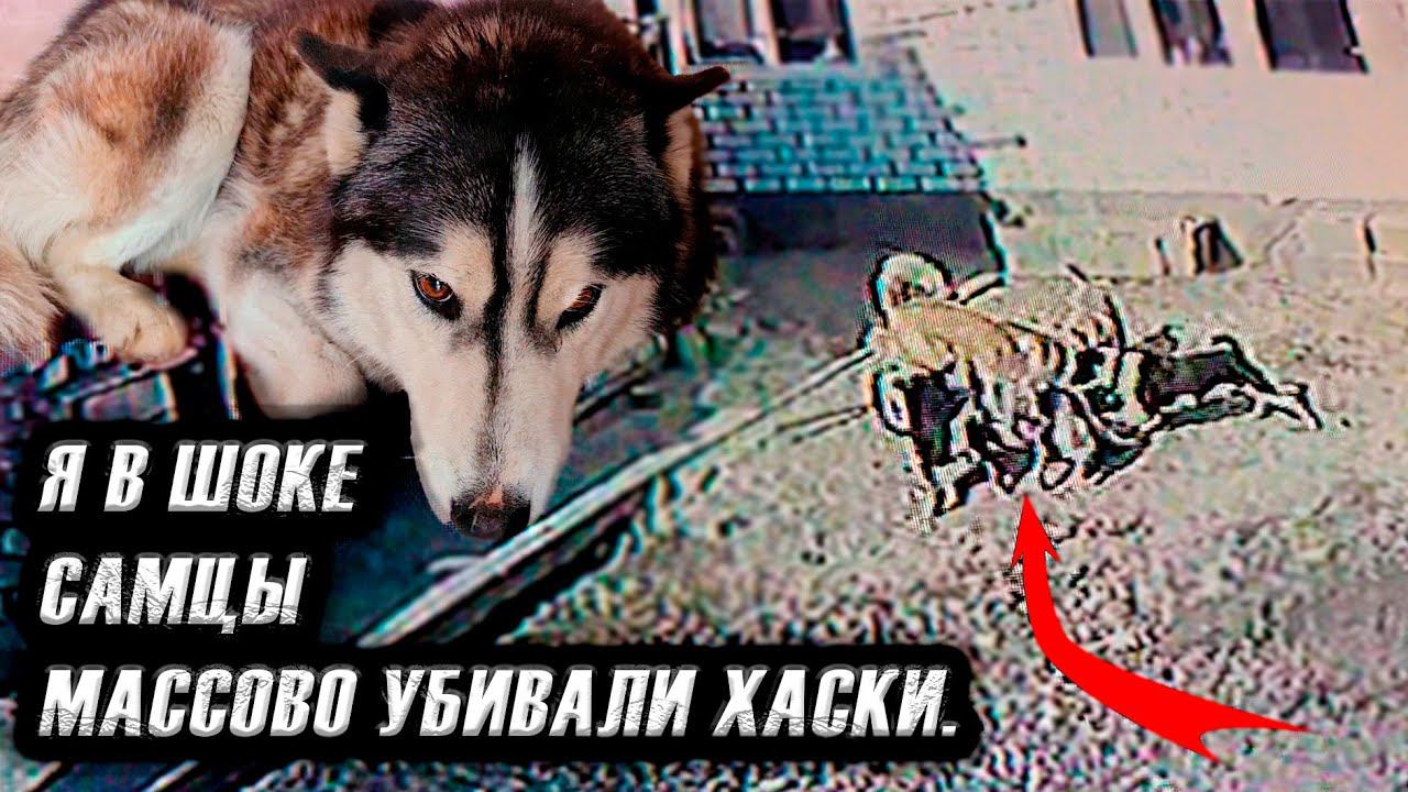 Они сошли с ума Весеннее обострение?!