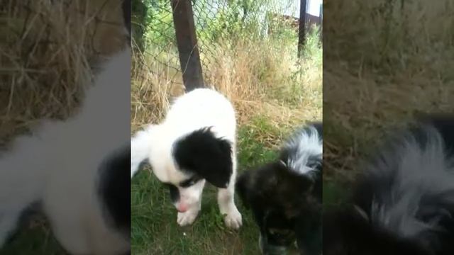 Белоносый и его семья смотреть онлайн