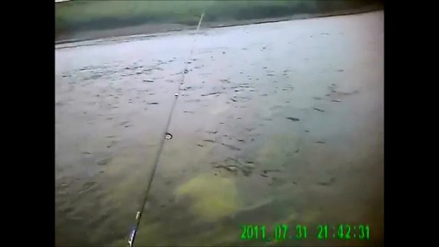 Хариус заполярья смотреть онлайн