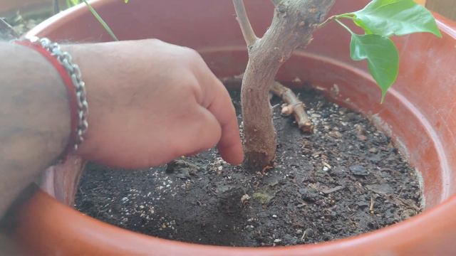 Update on Tamarillo and a new Bougainvillea #plantupdate смотреть онлайн