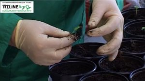 Как пикировать баклажаны. Пикировка рассады баклажан.