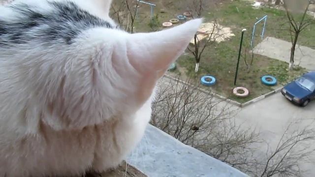 Погодный коллапс, катастрофа, весна в обмороке Кекс в шоке смотреть онлайн