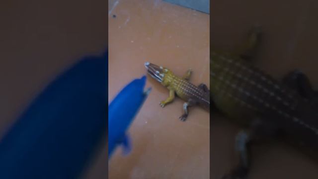 Крокодил против акулы смотреть онлайн