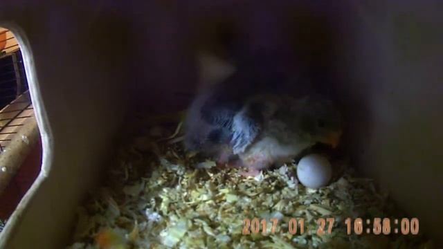 In the nest of neophema. В гнезде лазурных попугайчиков, птенцам 12, 14 и 15 дней смотреть онлайн