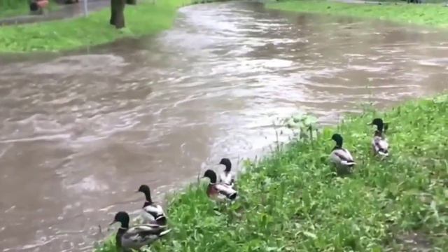 Река Лихоборка в парке Отрада (город Москва) смотреть онлайн